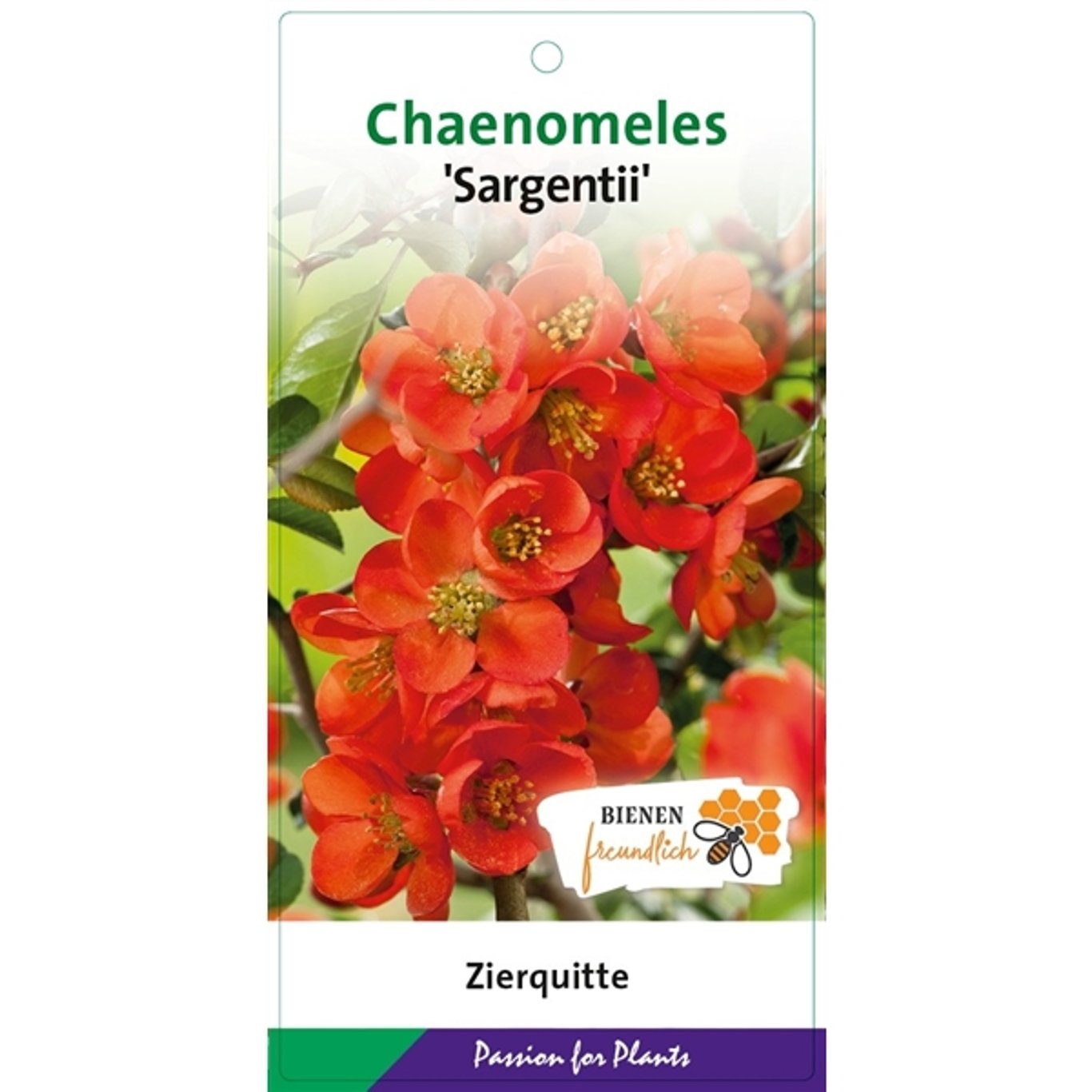 Chaenomeles j. 'Sargentii' - C5 40-50 CM